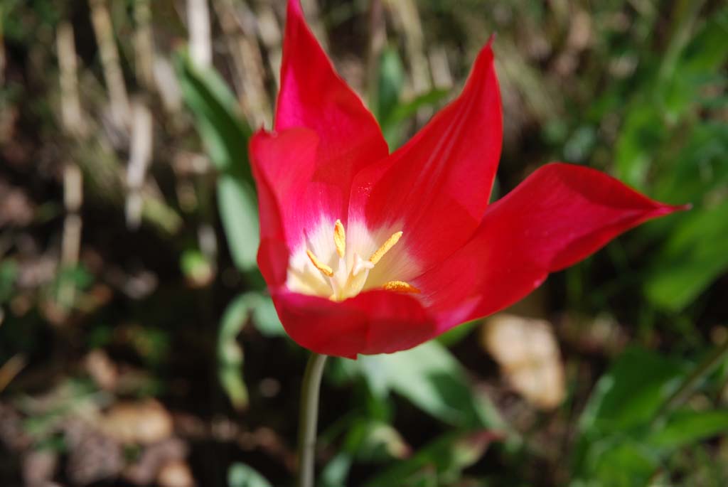 Photo de fleur : belle tulipe botanique rouge de mon jardin